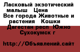 Ласковый экзотический малыш › Цена ­ 25 000 - Все города Животные и растения » Кошки   . Дагестан респ.,Южно-Сухокумск г.